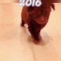 走ってくる子犬