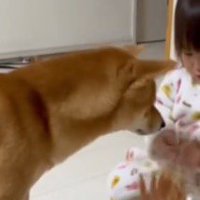 女の子の手元に視線を送る犬