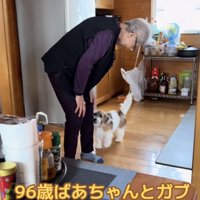 おばあちゃんに近づいて行く犬