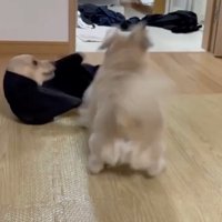 リンちゃん、なぜか大興奮