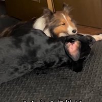 仲良く寝そべる2匹の大型犬