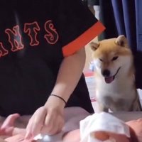 ひよりちゃんを見守るこむぎ君