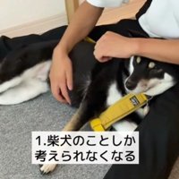 柴犬さんのことで頭がいっぱい