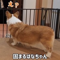 はなちゃんは固まってしまいました