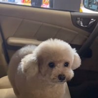 見つめる犬