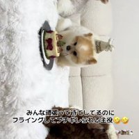 フライングしてしまったまるおちゃん