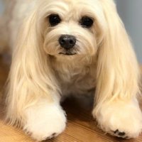 家族に笑顔が戻った