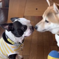 鼻先を近づけ合う2匹の犬