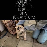 皮膚炎だったまるるちゃん