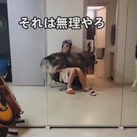 大きなわんこ！！