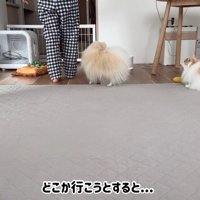 飼い主さんが移動すると…