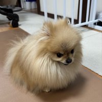 表情管理