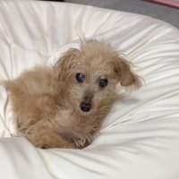そばに来たら、飼い主さんに気付きました