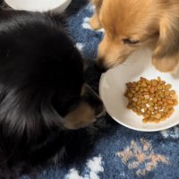皿から顔を離す茶色い犬