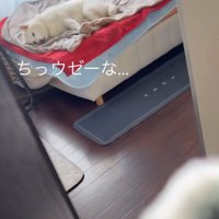 パンチするおもちゃVSだい吉くん6