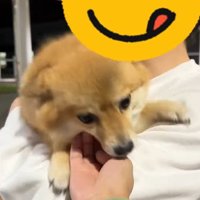 あずきちゃんとママの再会5