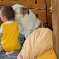 子どものほっぺを舐める犬