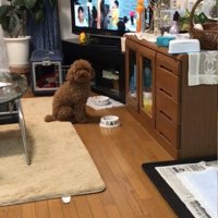 カメラを見つめる犬