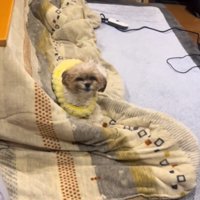 カメラ目線の犬