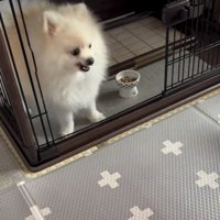 睨みつける犬