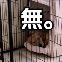 パパとの落差が