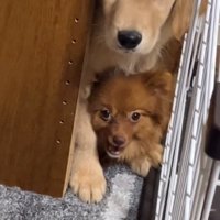 何やら熱い視線を感じます