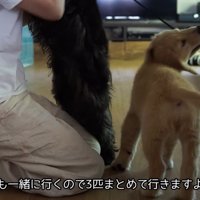 リードを噛んで遊ぶるこる君