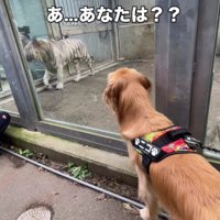 ホワイトタイガーさんとご挨拶
