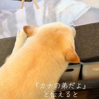 赤ちゃんが動いて耳を後ろに倒す白い犬
