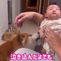 泣き止んだひよりちゃん