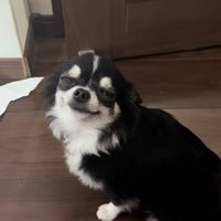 壁にイタズラしたオレオちゃん2