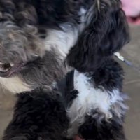 フランくんとママさんの再会5