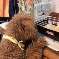 ハムスターを見つめる犬