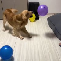 たくさん風船が出てきた時のさらちゃん8