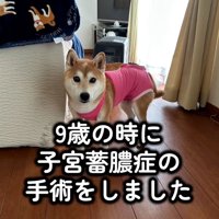 病気になったハルちゃん