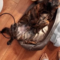 尻尾を振るトシくん