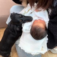 赤ちゃんとワンコ2匹の初対面7