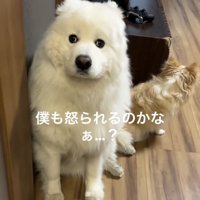 上目遣いで見つめる犬