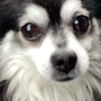 マイクロチップが入っていた