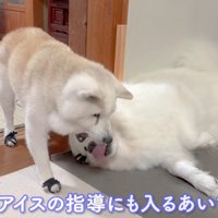 アイスちゃんへの指導も♪