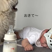 あくびするしっぽちゃん