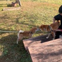 鼻をくっつける2頭の犬