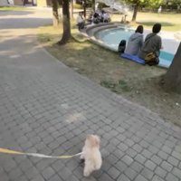 人のほうへ向かう犬
