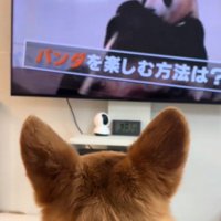 パンダを眺めるハムちゃん