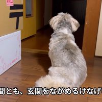 お父さんの帰りを待つてんぽさん