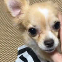 愛嬌があって甘えん坊