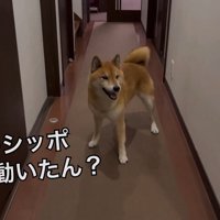 笑顔でしっぽをブンブン♡