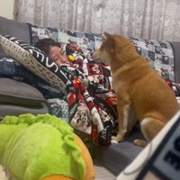 見つめる柴犬
