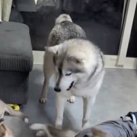 赤ちゃん犬たちの甘え方とは…？