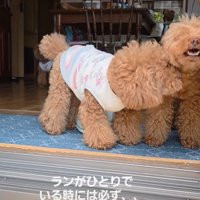 隣に来た犬を舐める犬
